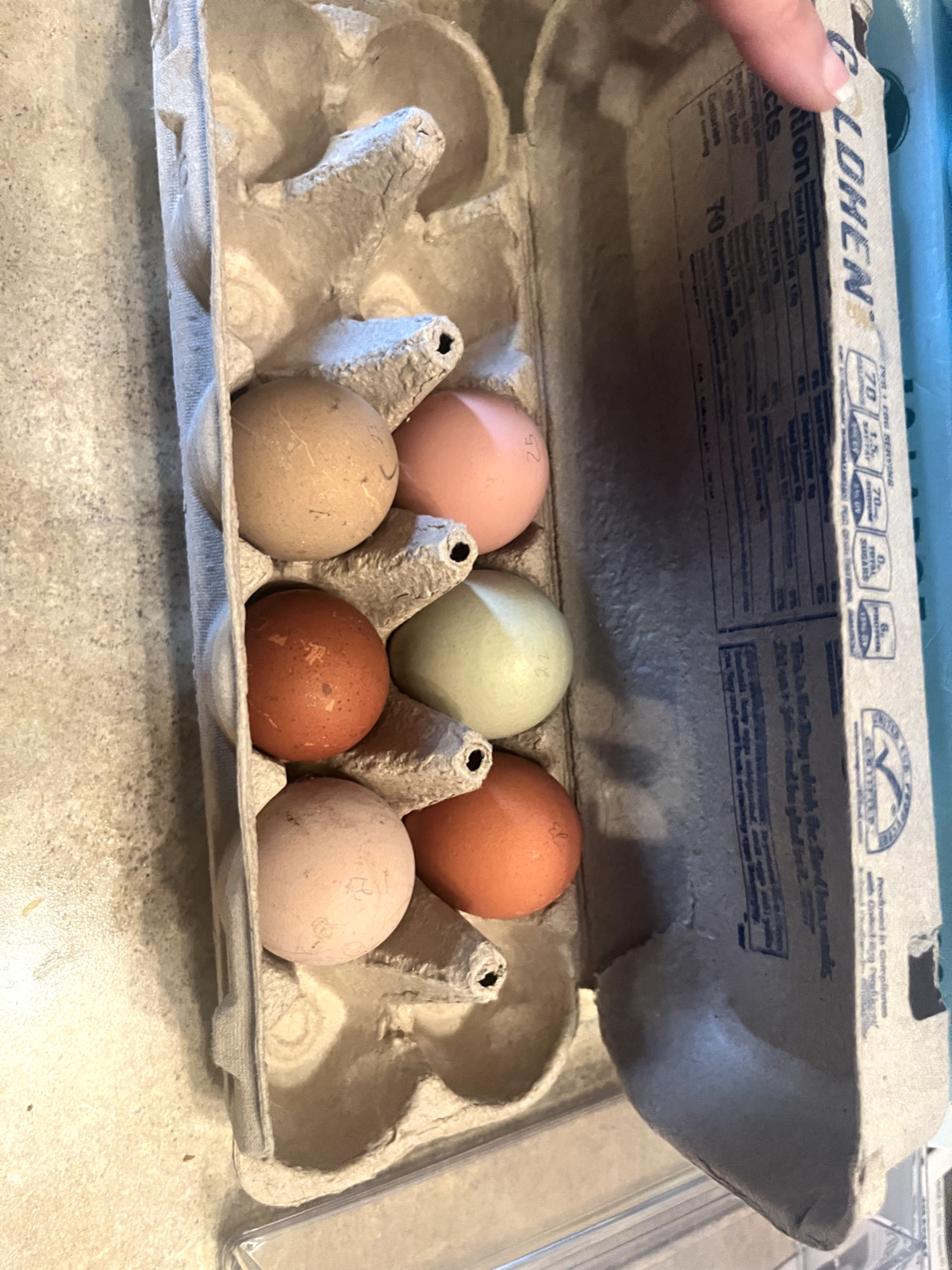 3 Fresh and Fertile Rainbow Hatching Eggs Olive Cemani Rare Colors