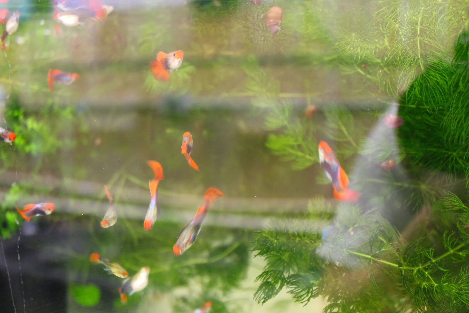 3+ Hornwort Live Aquarium Plants