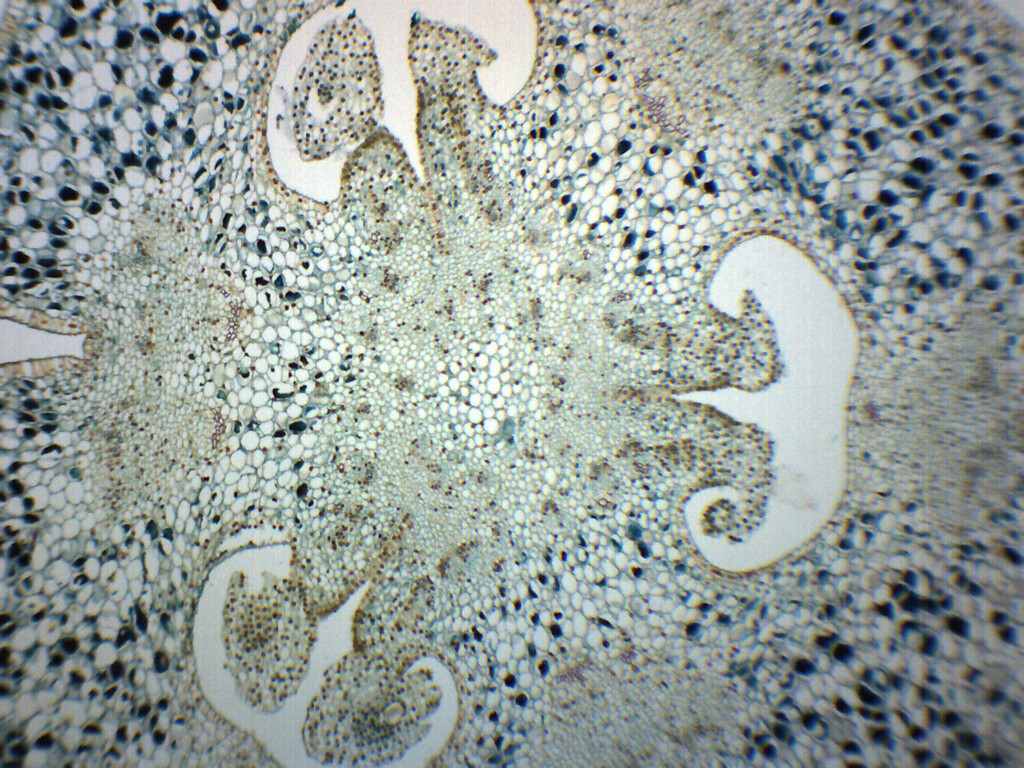 Lilium Ovary - CS - Prepared Slide - 75x25mm - Eisco Labs