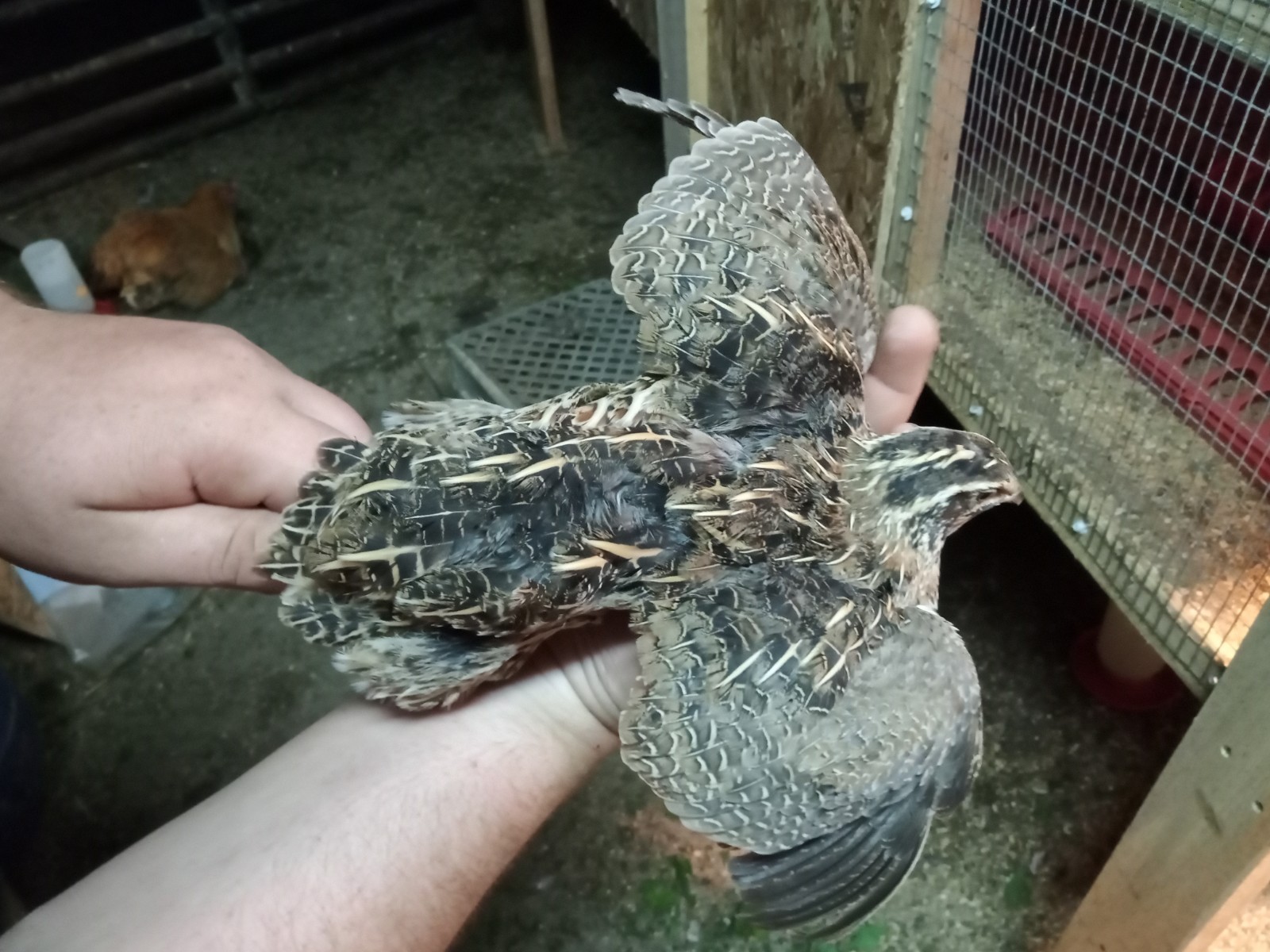 50+ Rare Conturnix Quail hatching Eggs Mixed Colors