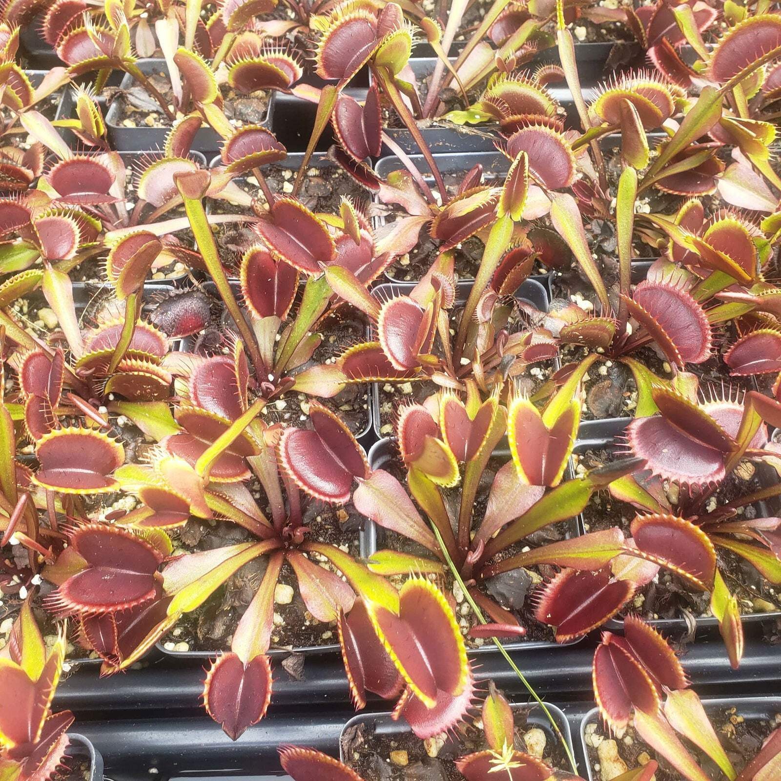 Akai Ryu (Red Dragon) Venus Fly Trap