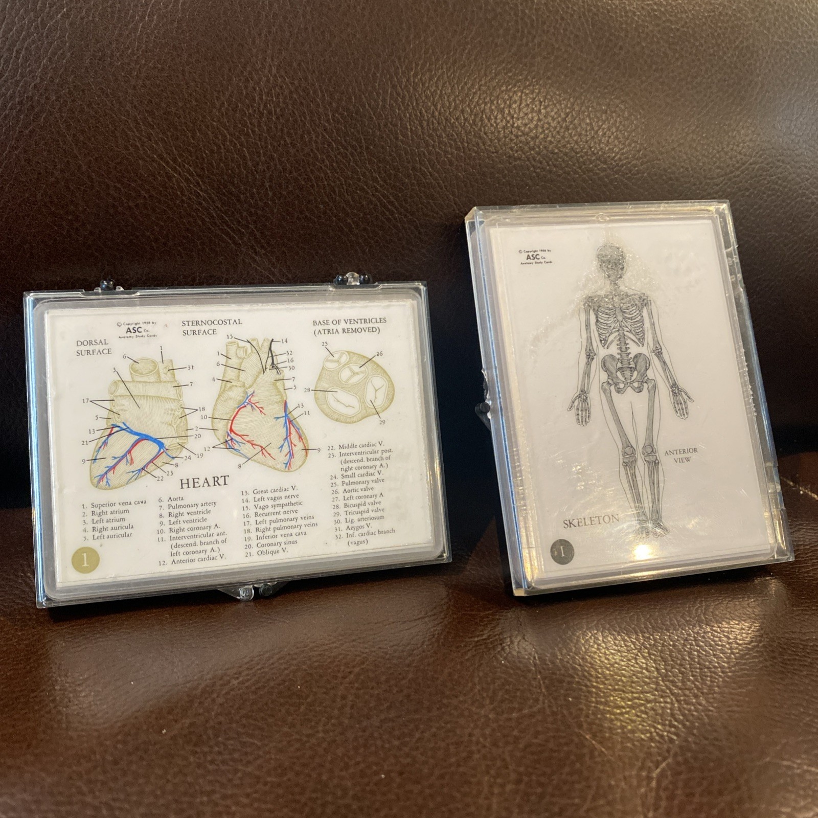 2 Sets ASC Laminated Anatomy Study Cards 1956 1958 Two Sided Cards Set 2 Vintage