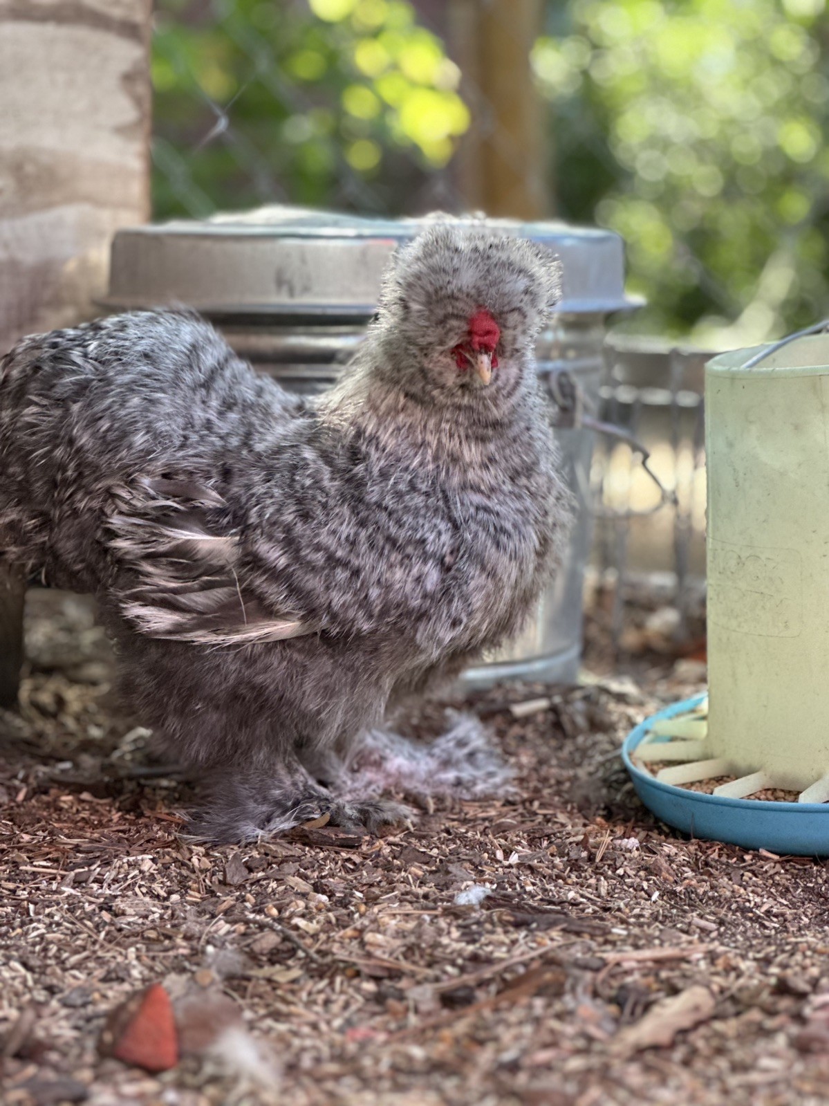 Silkie Hatching Eggs- breeder/show quality
