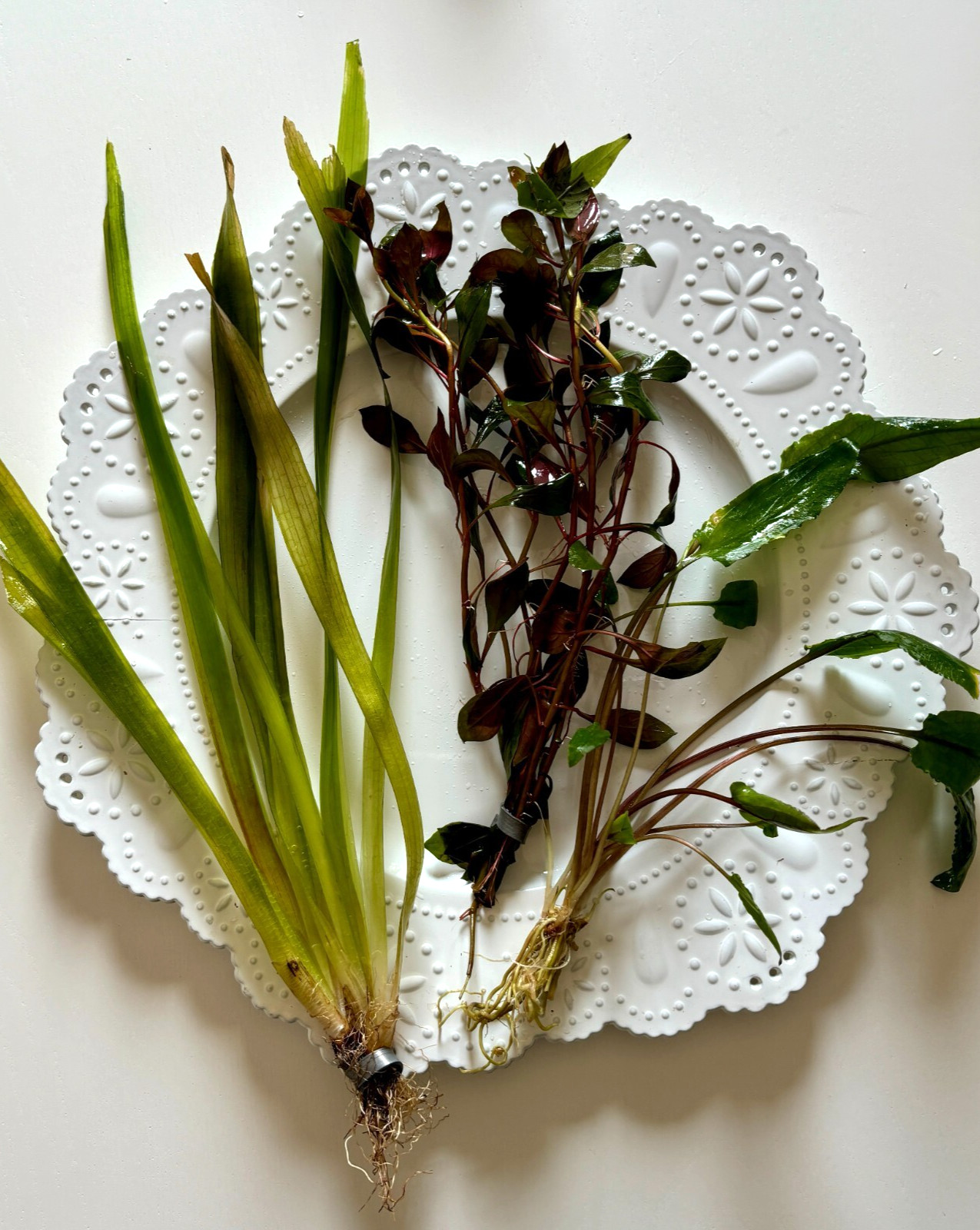 Tofu's Tanks  Live Aquarium Plant Sample Pack- Try 3 New Plants!