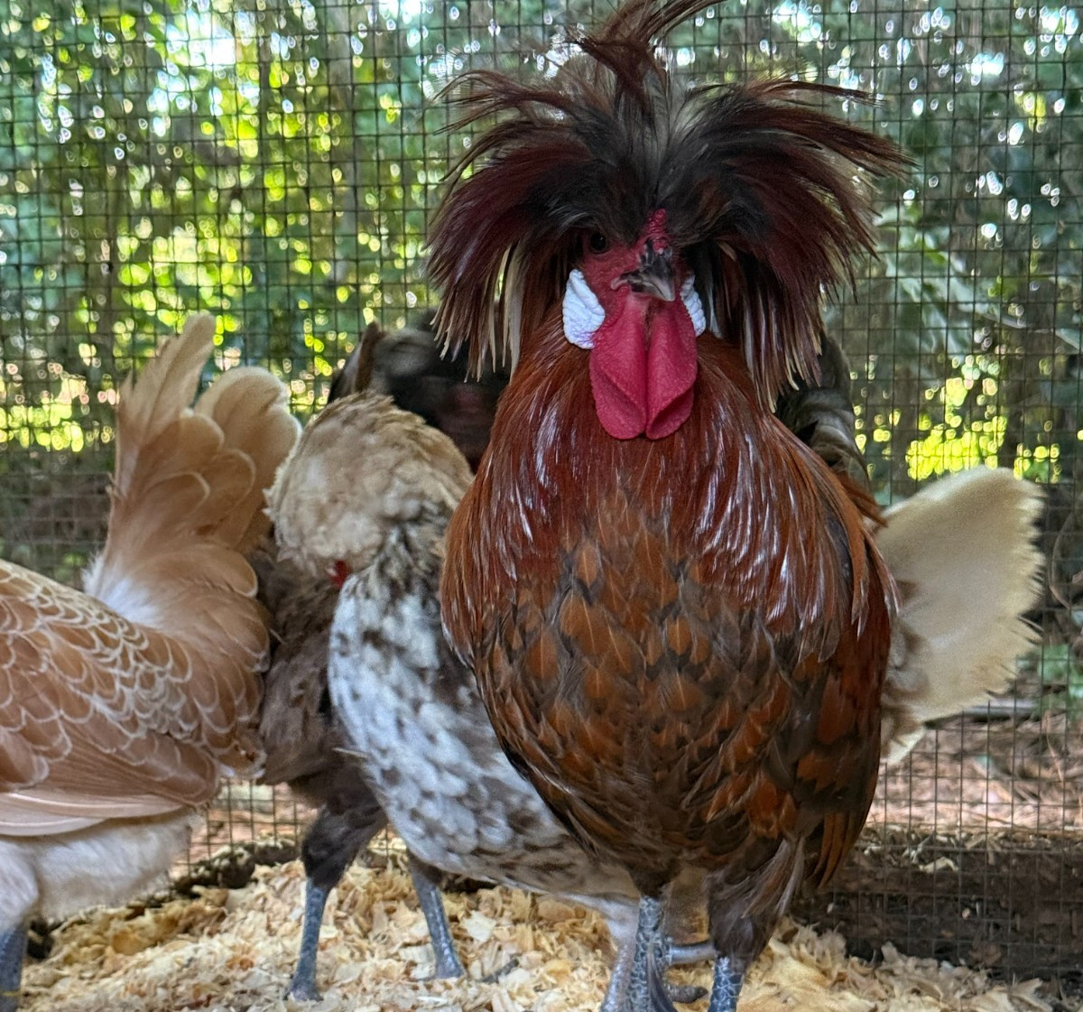 Pure Polish Bantam Hatching Eggs Dozen Foam Shipper Corn Soy Free