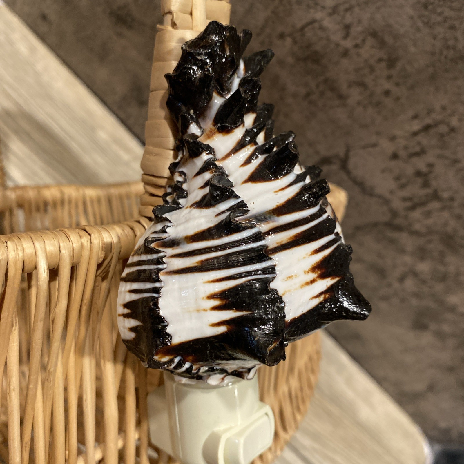 Seashell nightlight