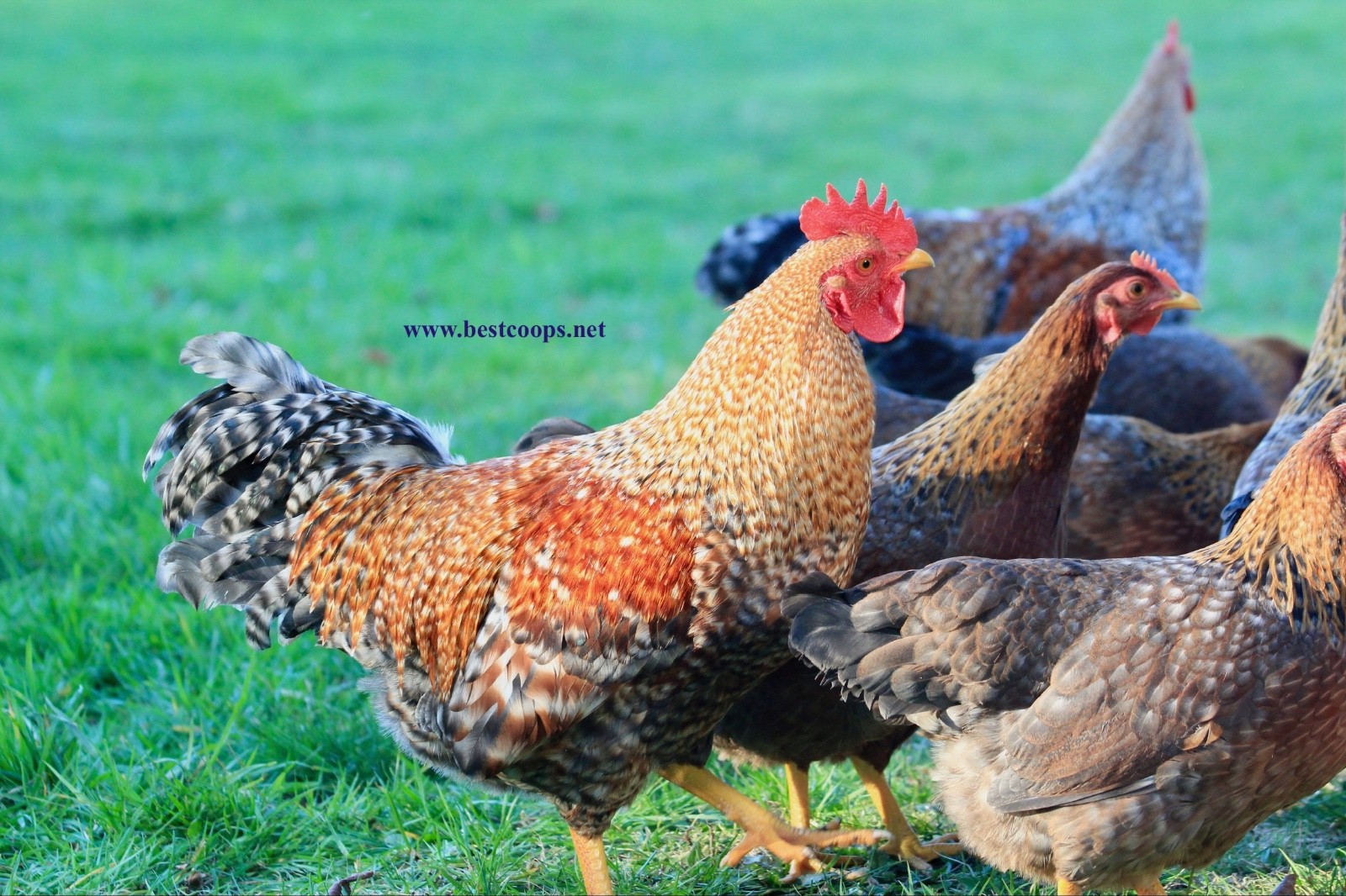 12+ Fertile Bantam Bielefelder Chicken Hatching Eggs