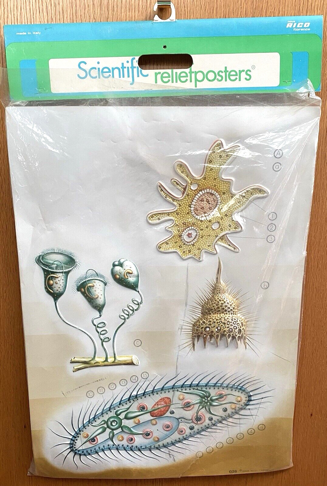 Nova Rico Florence Italy Scientific Relief 3D Poster #26 Invertebrate 27x19