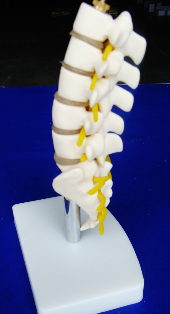 Model Anatomy Professional Medical Half Size Lumbar Vertebrae IT-020 ARTMED USA