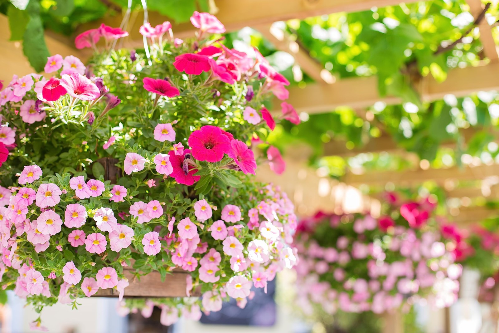 Dripworks Hanging Basket Drip Irrigation Kit | Waters Upto 20 Hanging Baskets |
