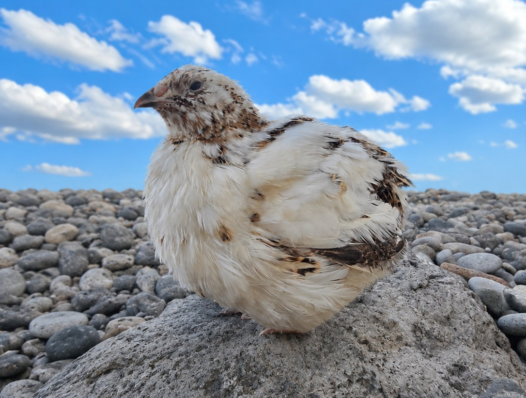 15 Count plus 5 extra, Progressive Pied Coturnix Quail Hatching Eggs