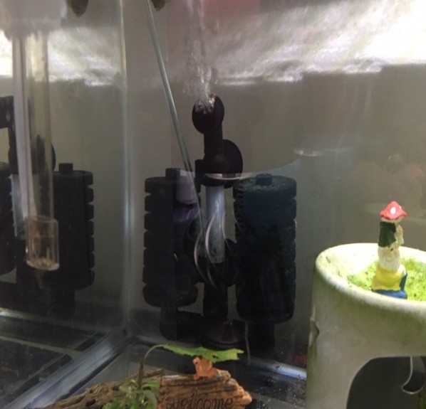 Duel sponge filter 20g Fish Tank Seeded With Beneficial Bacteria plus free plant