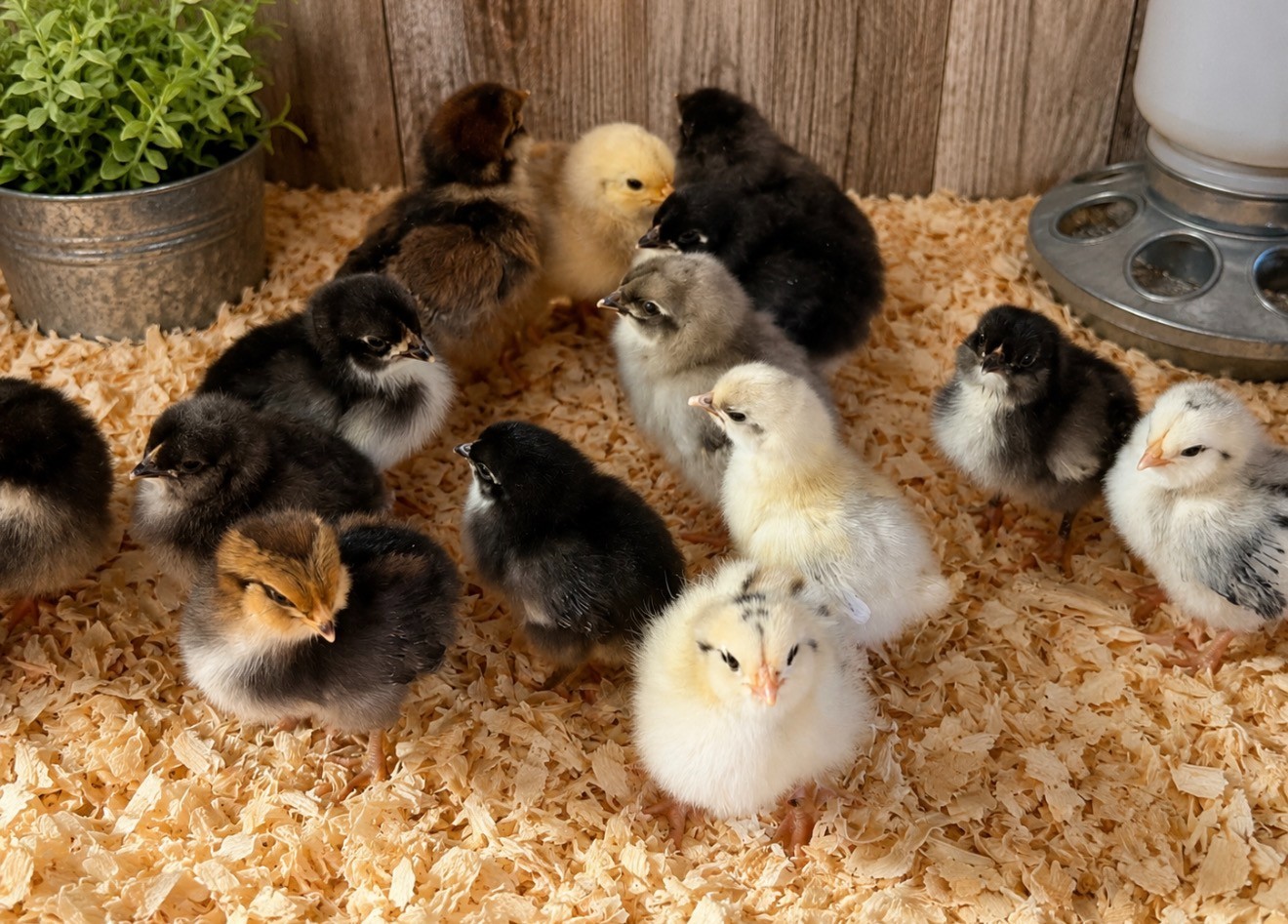 12 (+2 Extra) Easter - Olive Egger RAINBOW Chicken Hatching Eggs Mix Speckled