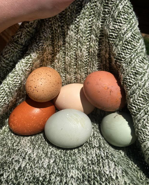 Rainbow Chicken Hatching Eggs🌈