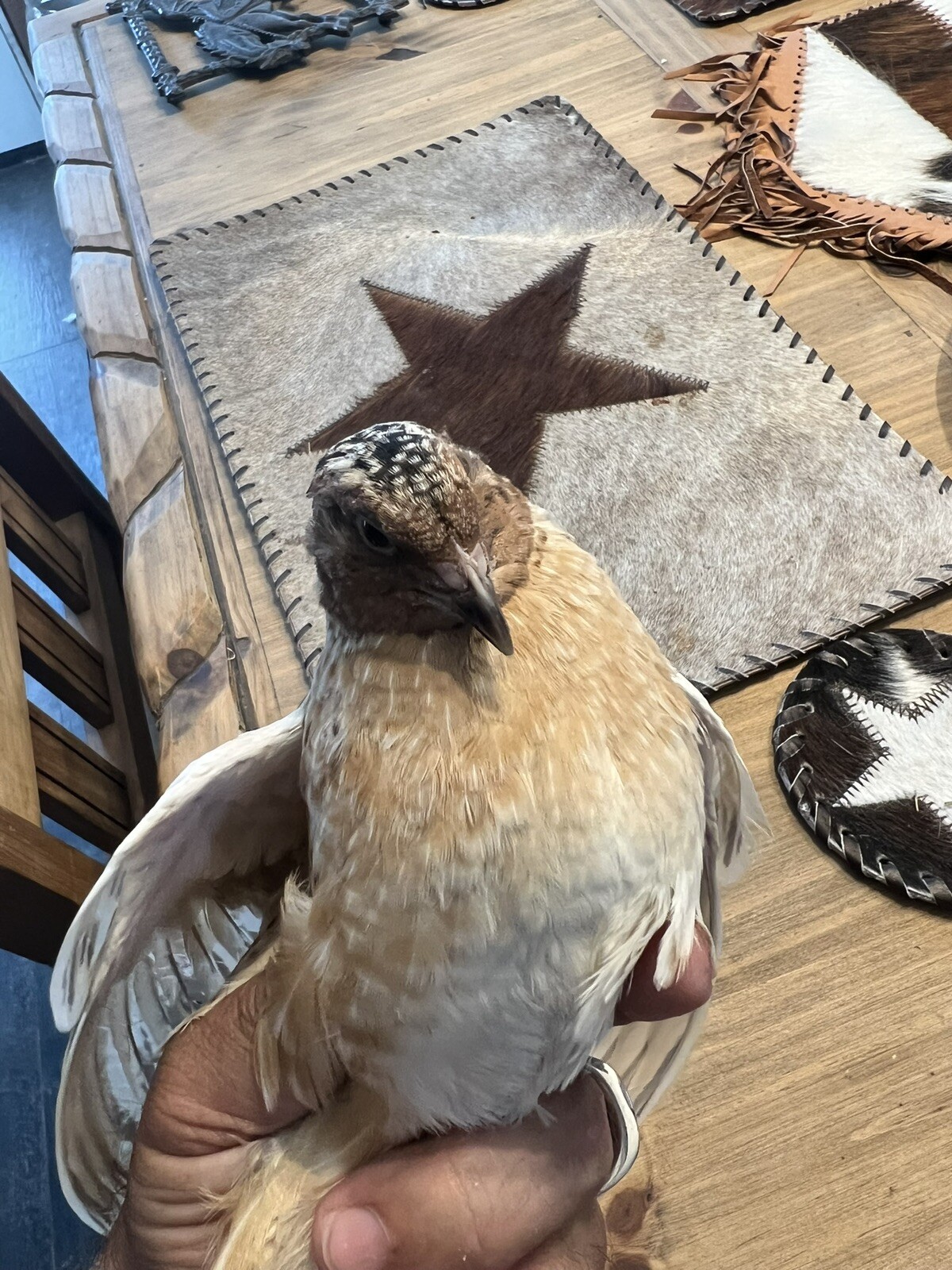 132 Jumbo Quail Hatching Eggs Rare Mix 11 Dozen