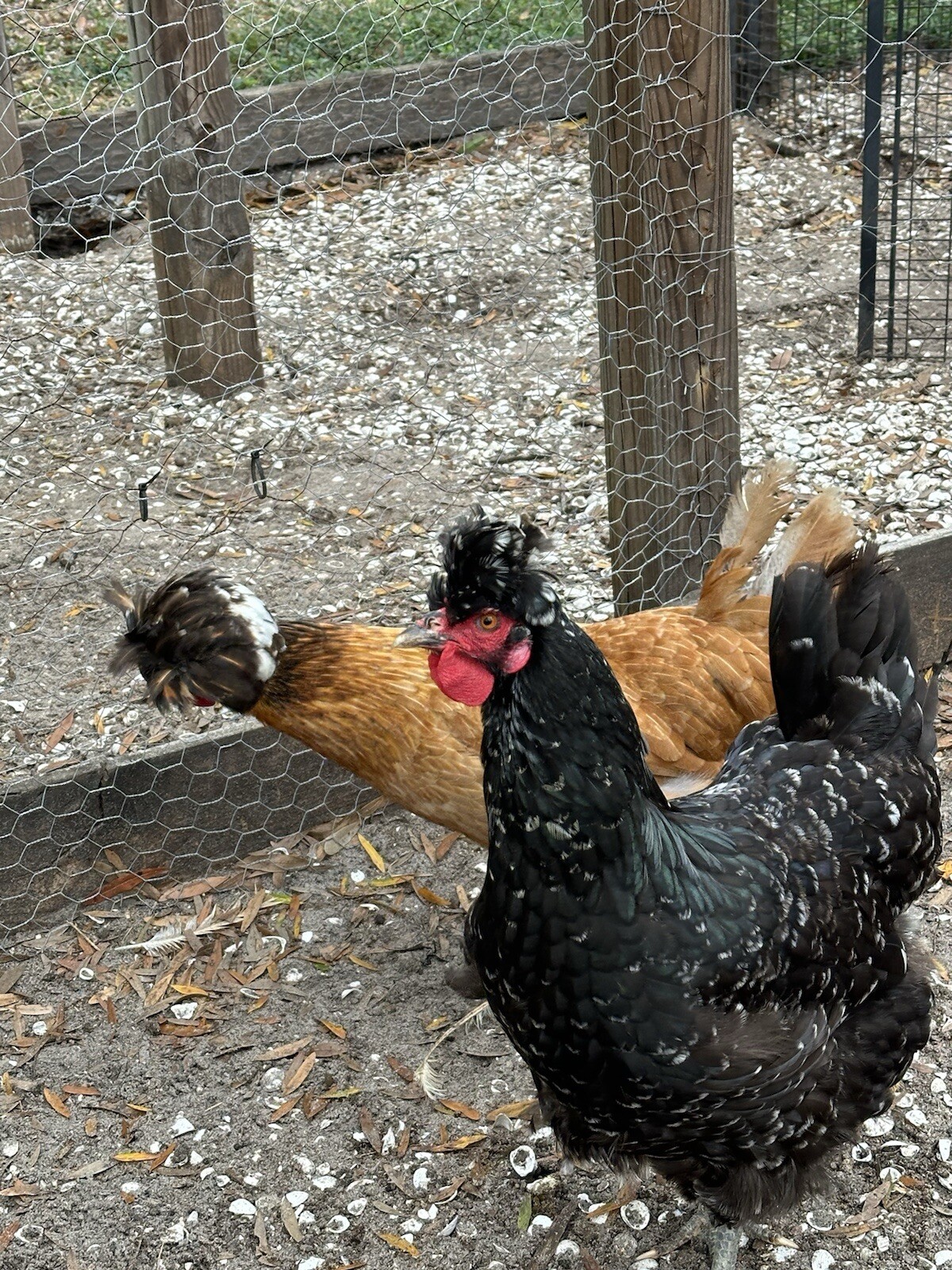 15+ Rare Sanjak Longcrower Chicken Hatching Eggs Large Breed 🎶 Unique Crow 🎶