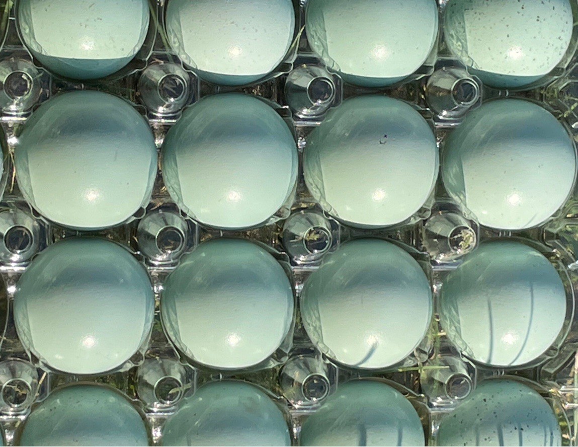 12 Celadon Blue Coturnix Quail Hatching Eggs - 100% BLUE