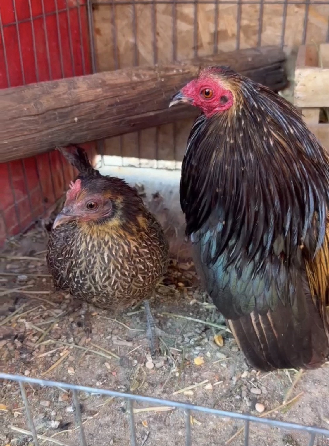 FERTILE Azteca Kikiriki Breed Hatching Eggs 6+ Free Fast Shipping From USA Rare