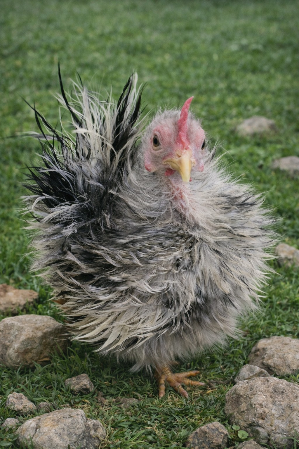 Special Order For ***marbre_5386*** ONLY Pure Serama Hatching Eggs 5 Plus Extra