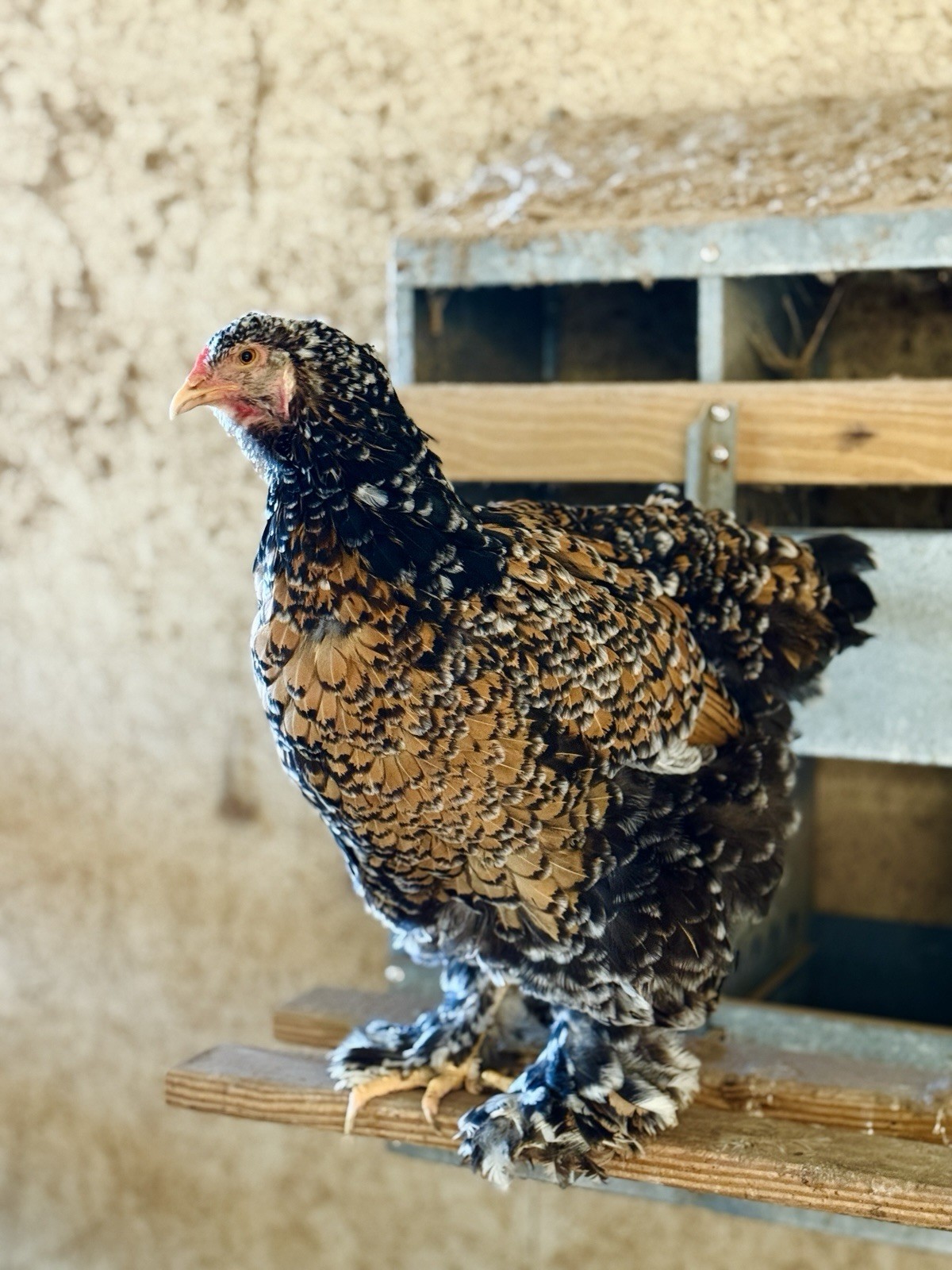 12++ Porcelain Brahma Hatching Eggs