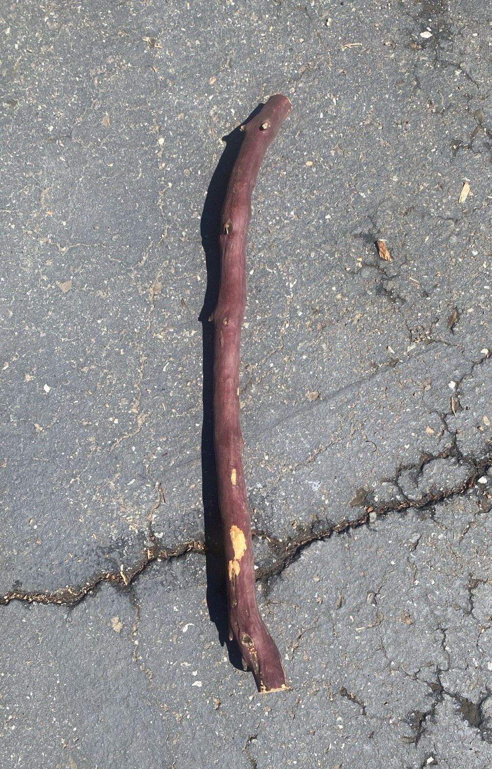 All-Natural Red Manzanita Branch, Home Decor, Art, Birdcage or Aquarium 20" x 1"