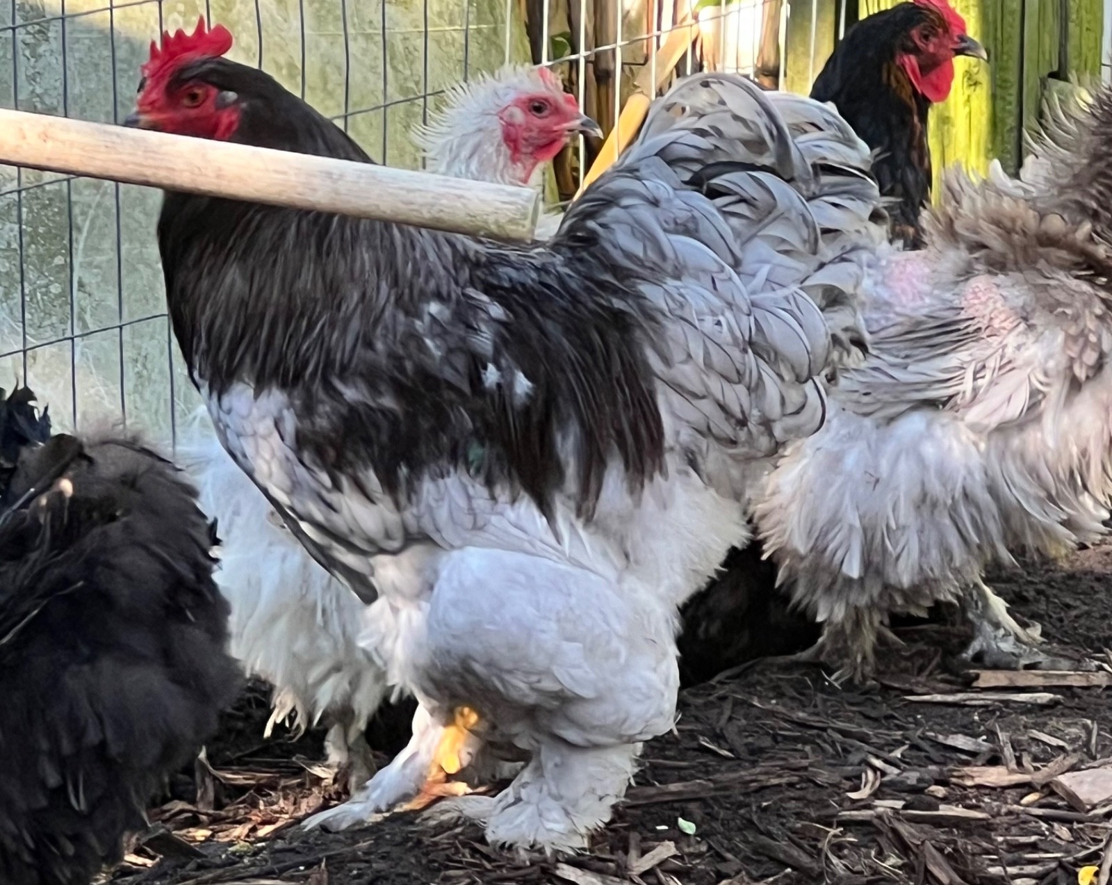Standard Cochin Hatching Eggs Possible Frizzle 6 Pack