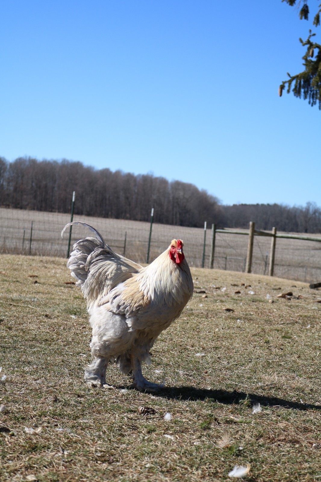 12+ Isabel Large Breed Brahma Hatching Eggs