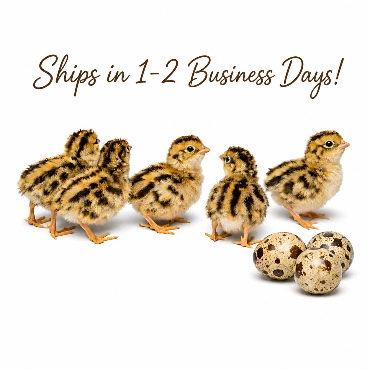 Coturnix Quail Fertile Hatching Eggs Standard & Jumbo +Ex Daily Bread Homestead