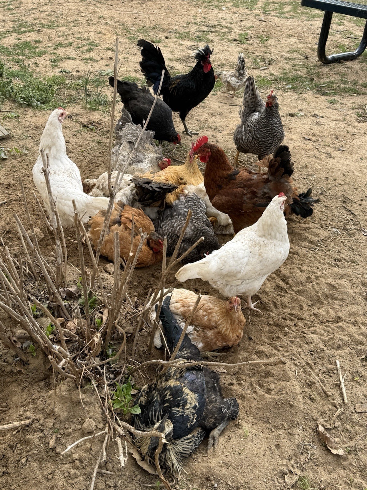 18 Count Fertilized Barnyard Mix Assortment Chicken Hatching Eggs