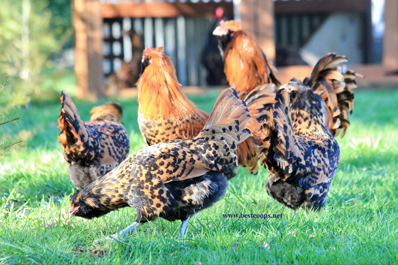 6+ Gold Owlbeard Fertile Chicken Hatching Eggs