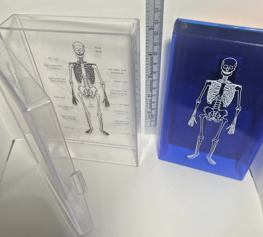 Learning Resources Skeleton Stamp Science Anatomy Classroom Homeschool