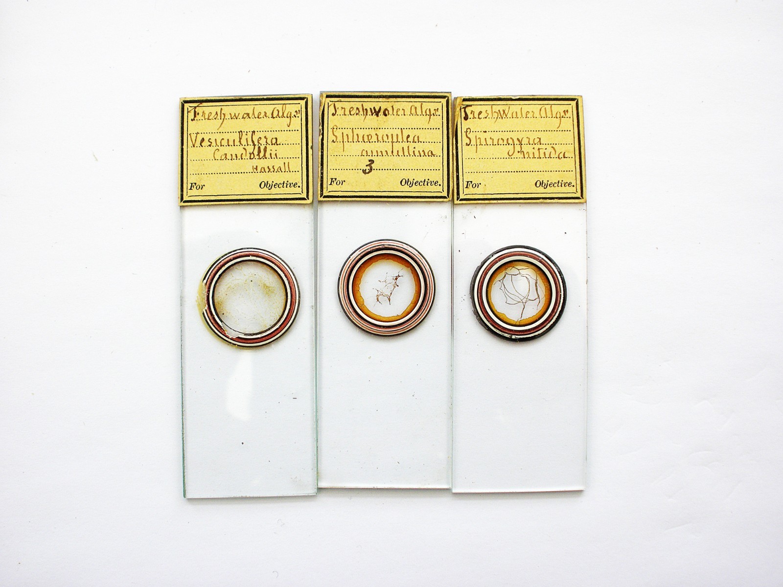 3 Antique Microscope  Slides.  Freshwater Algaes.
