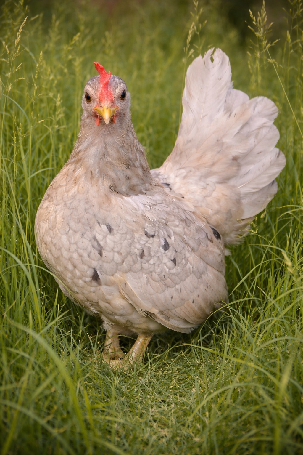 Special Order For ***marbre_5386*** ONLY Pure Serama Hatching Eggs 5 Plus Extra
