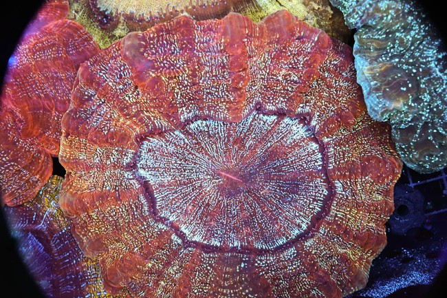 Large Hyper Beam Acanthophyllia WYSIWYG - SAQ Coral Farm