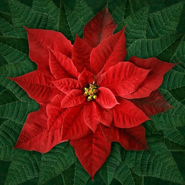 45" X 44" Panel Poinsettias Christmas Dream Big Red Cotton Fabric Panel D385.44