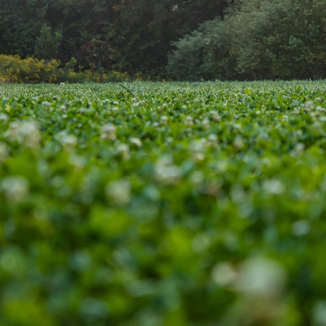 MAGNET OUTDOORS FOUNDER'S BLEND NORTH FOOD PLOT SEED