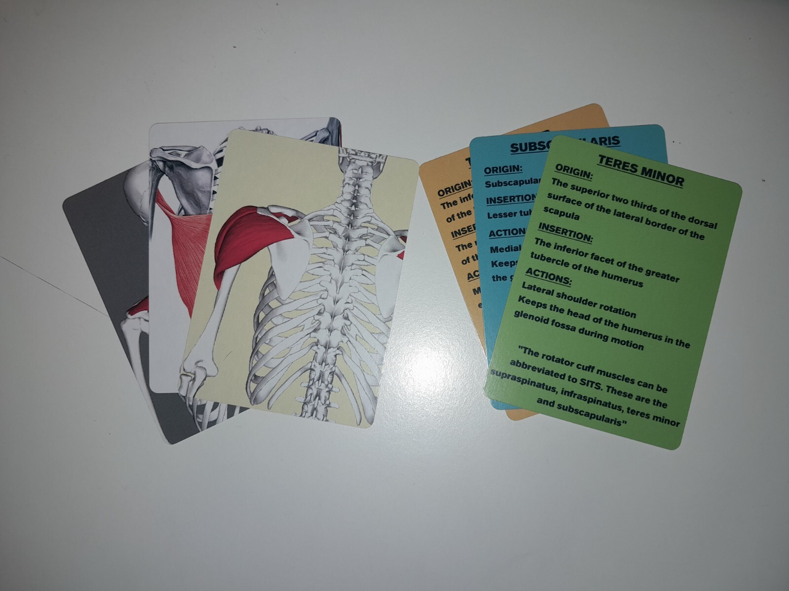 Muscle anatomy flash cards
