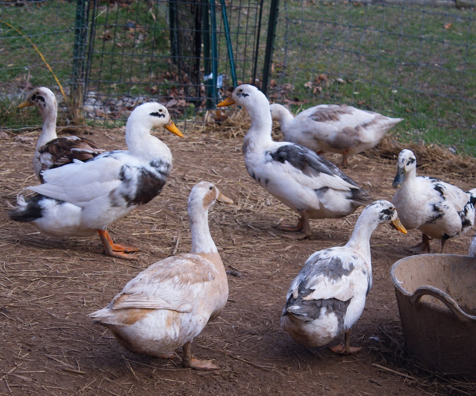 Half Dozen Ancona Duck Hatching Eggs-PA Shipping Only