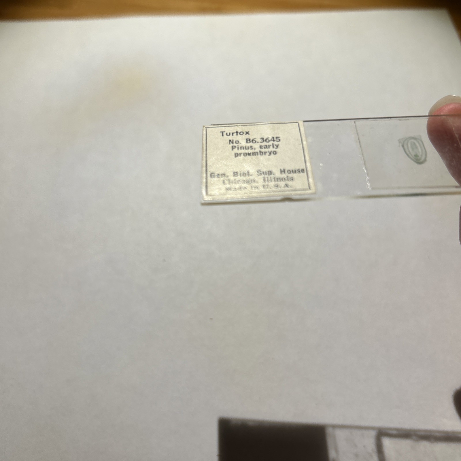 Turtox Pinus, early proembryo No. B6.3645; 1 Microscope Slide