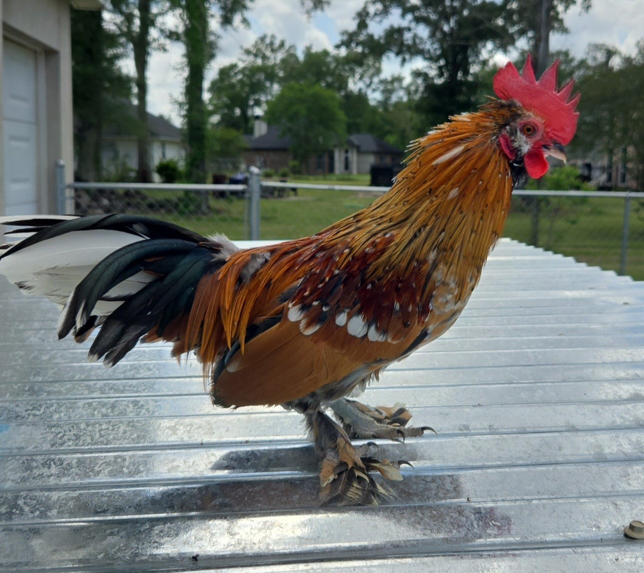Booted Mille Fleúr Serama Hatching Eggs (6) NPIP Certified