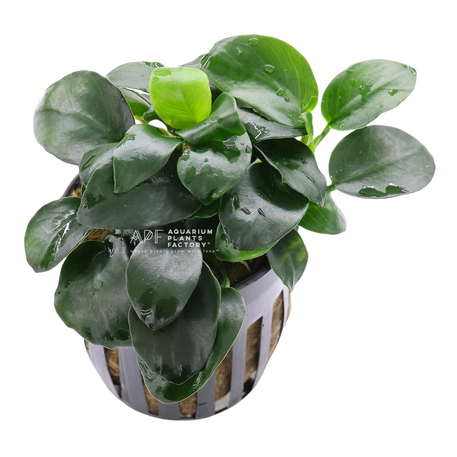 Anubias Barteri Petite Coin