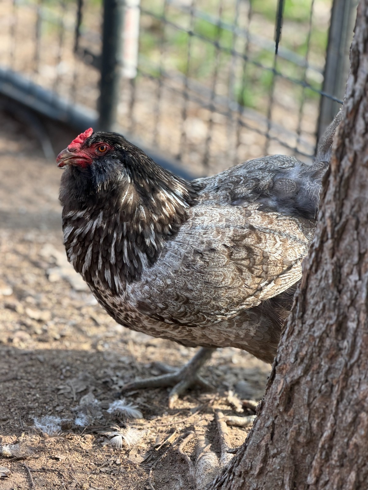 12 (+2 Extra) Easter - Olive Egger RAINBOW Chicken Hatching Eggs Mix Speckled