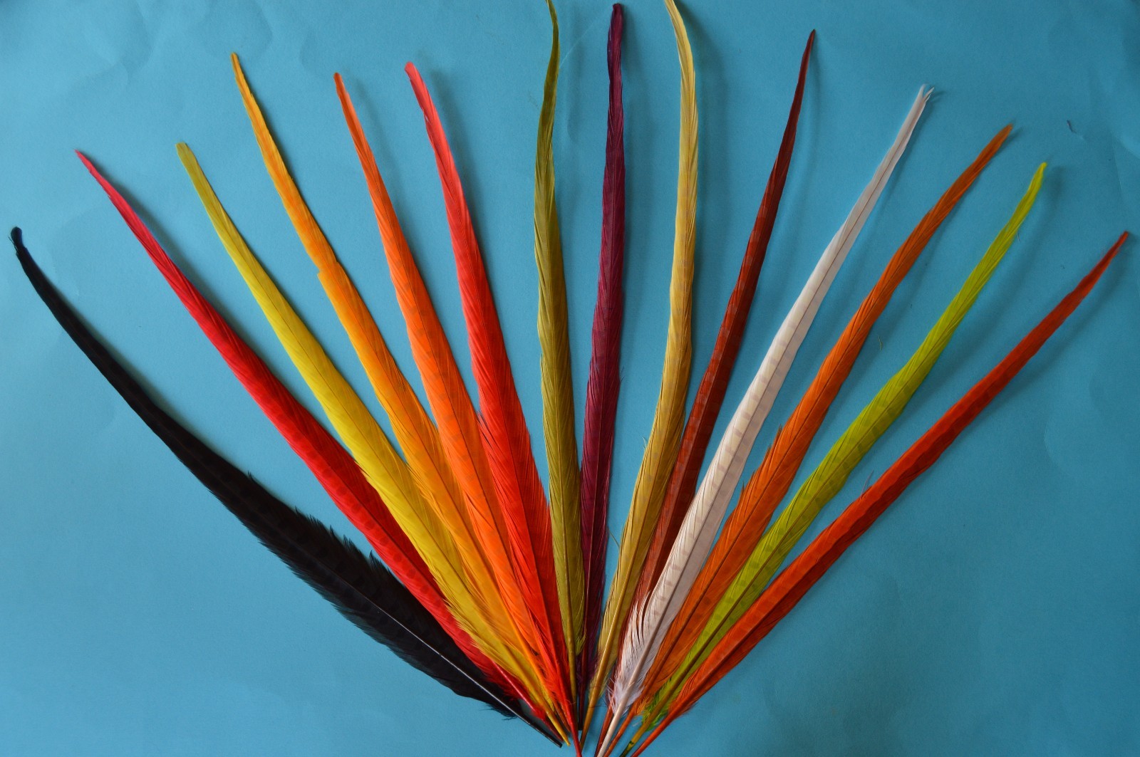 Cock  Centre Pheasant Tails  Colour Extracted (Bleached) and Dyed