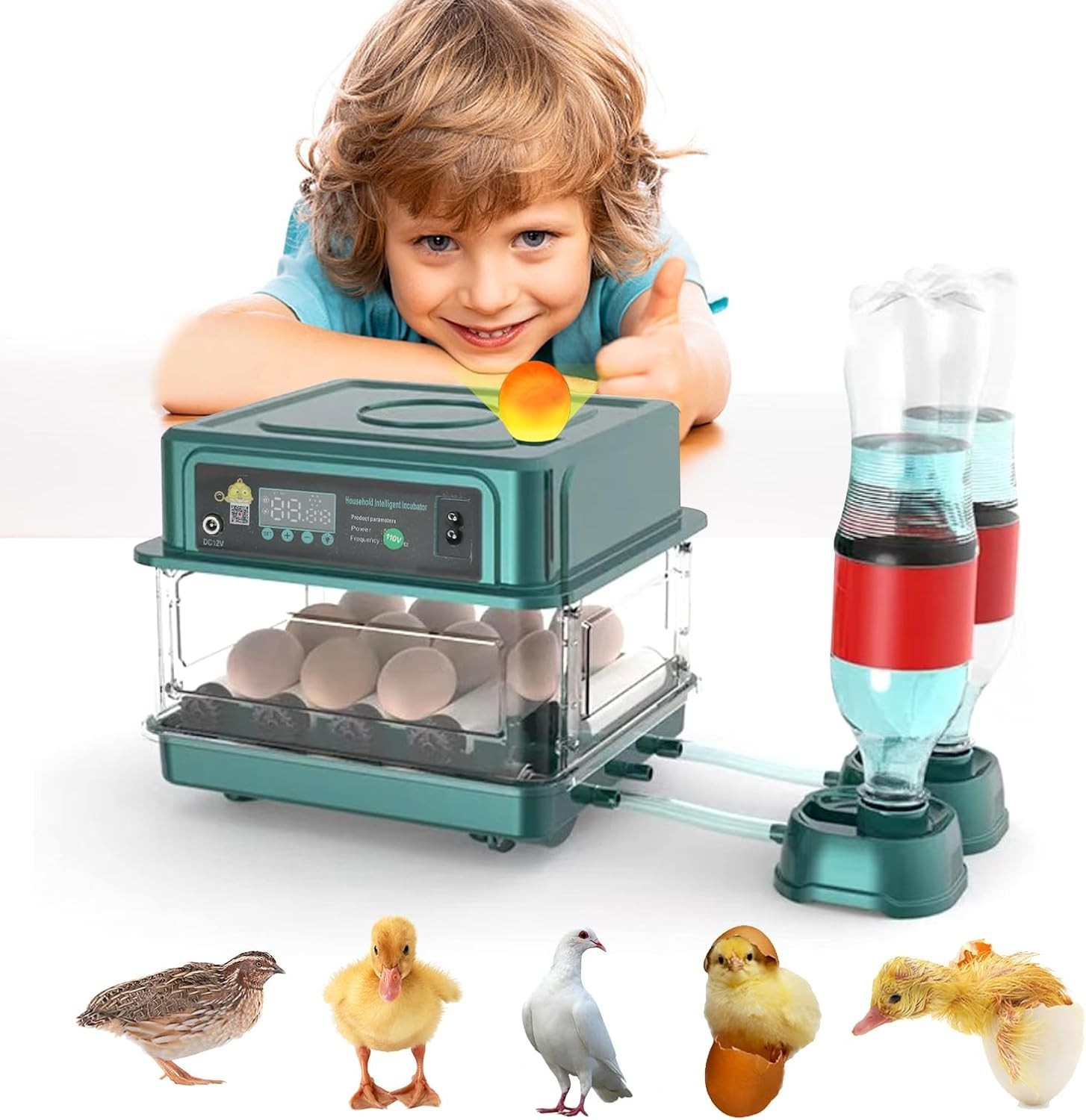 Automatic Egg Incubator, 12 Eggs,for Hatching Chicken Quail Bird Duck Eggs | 12-