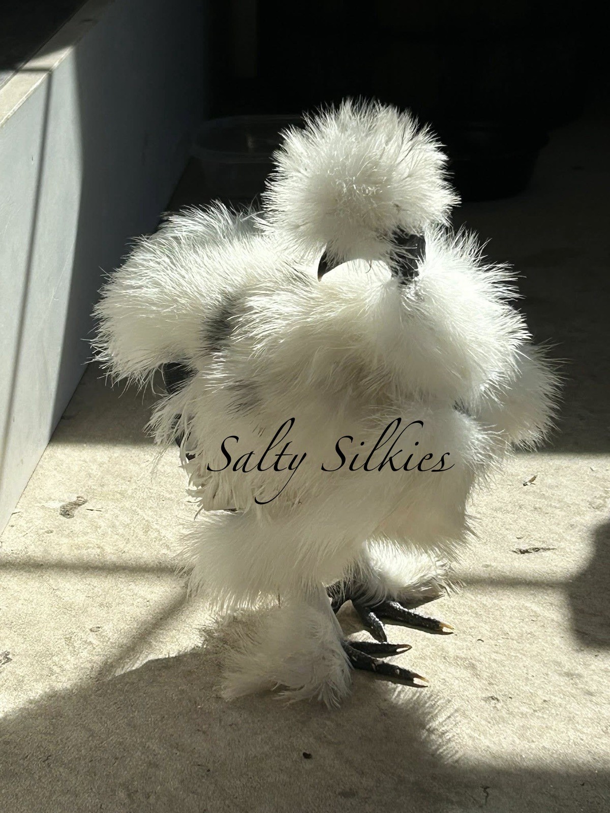 Silkie Hatching Eggs 10+