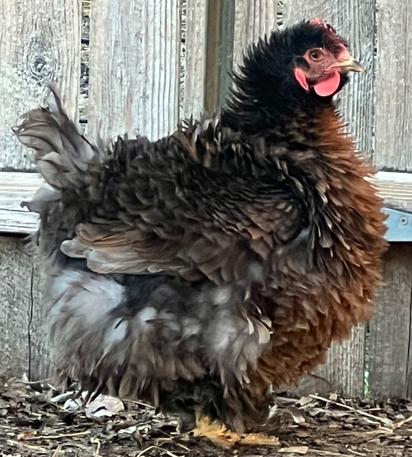 Standard Cochin Hatching Eggs Possible Frizzle 6 Pack