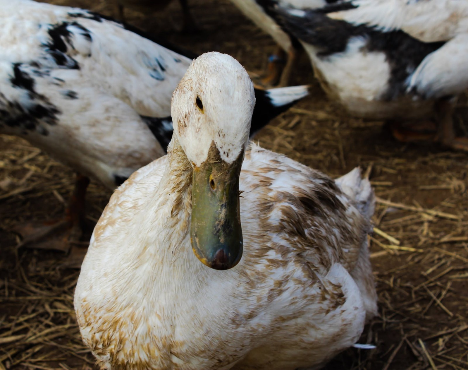 Half Dozen Ancona Duck Hatching Eggs-PA Shipping Only