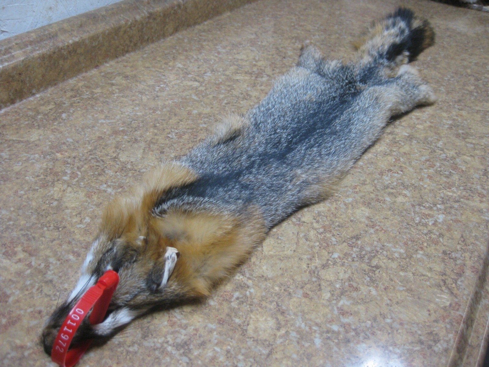 Tanned Grey Fox Damaged #0011972 Row A-1