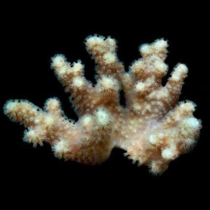 Aquacultured Yellow Polyp Sinularia Finger Leather Coral (Sinularia sp.) - ORA