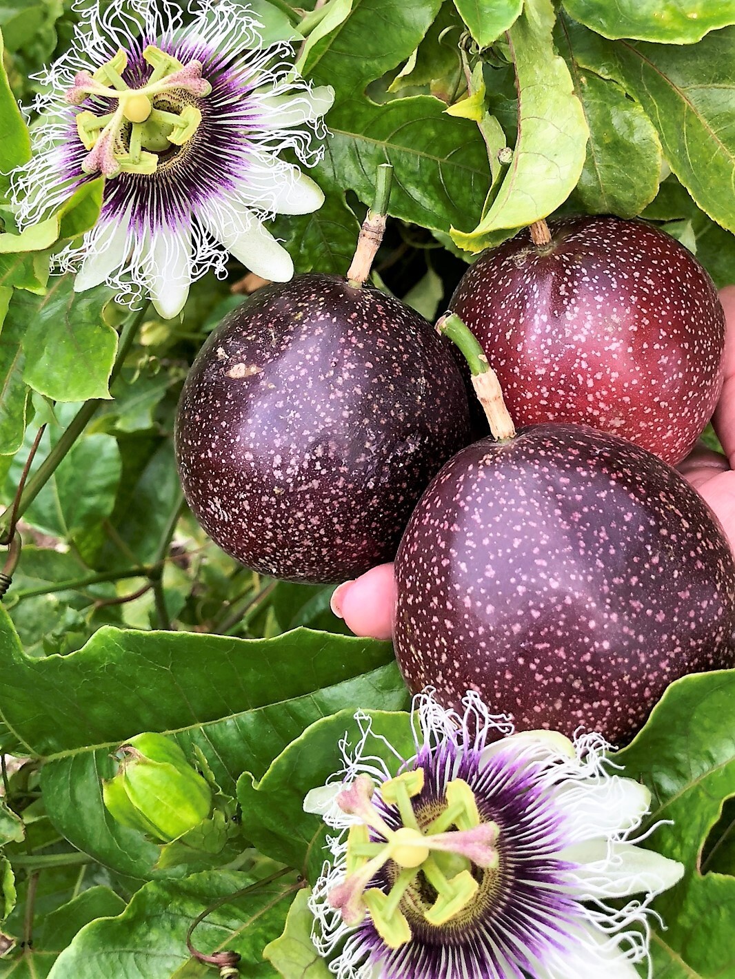 Tropibelle Passion Fruit 10 lb Fresh Sweet Juicy - No. 2s